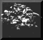 Sample Specimen